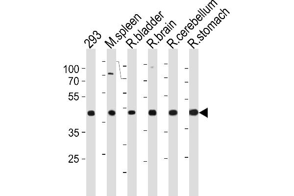 CCDC89 antibody  (AA 114-145)