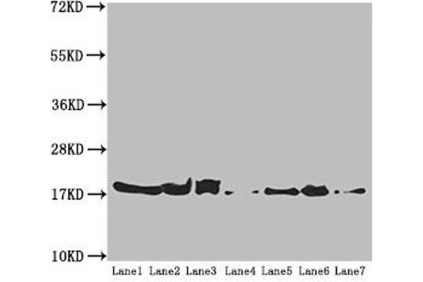 ATP5H antibody  (AA 1-161)