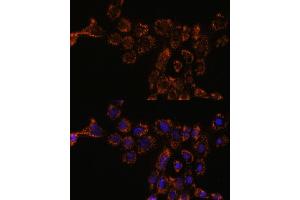 Immunofluorescence analysis of  cells using HSPL antibody (ABIN7267581) at dilution of 1:100. (HSPA4L antibody  (AA 500-600))