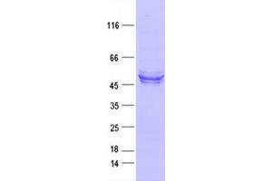 Validation with Western Blot