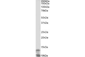 ABIN1590051 (2µg/ml) staining of K562 lysate (35µg protein in RIPA buffer). (DPM3 antibody  (Internal Region))