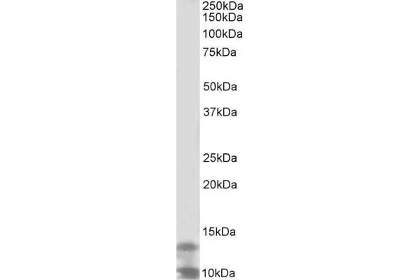 DPM3 antibody  (Internal Region)