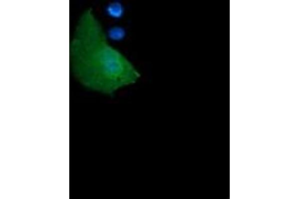 GADD45G antibody