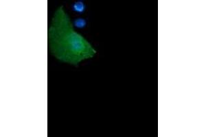 Image no. 4 for anti-Growth Arrest and DNA-Damage-Inducible, gamma (GADD45G) antibody (ABIN1497603)
