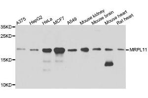 Western blot analysis of extracts of various cell lines, using MRPL11 antibody. (MRPL11 antibody  (AA 1-192))
