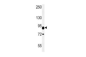 CNTN2 Antibody (Center) (ABIN652028 and ABIN2840505) western blot analysis in mouse heart tissue lysates (15 μg/lane).