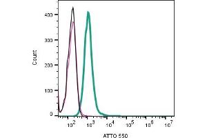 Cell surface detection of STIM1 in rat basophilic leukemia (RBL) cell lysate:___ Cells. (STIM1 antibody  (Extracellular) (Atto 550))