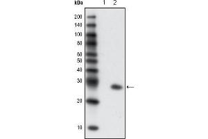 Western Blot showing using GFP antibody used against extracts from HCC827 cells, untransfected (1) and transfected with GFP (2). (GFP antibody)