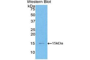 Western Blotting (WB) image for anti-Chemokine (C-C Motif) Ligand 2 (CCL2) (AA 1-99) antibody (ABIN1859786) (CCL2 antibody  (AA 1-99))