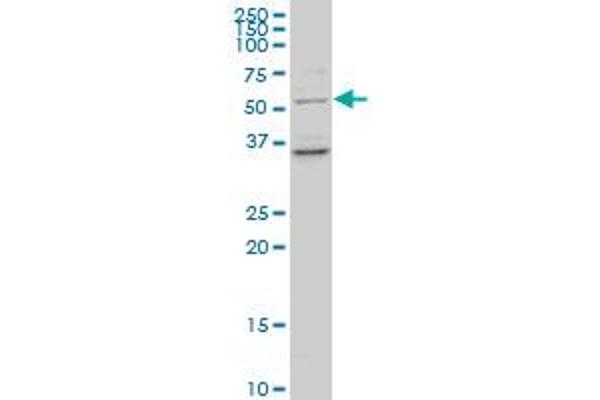 FAM155B antibody  (AA 245-341)