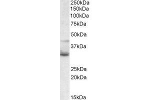 ABIN2560785 (1µg/ml) staining of JURKAT lysate (35µg protein in RIPA buffer). (WNT4 antibody  (Internal Region))