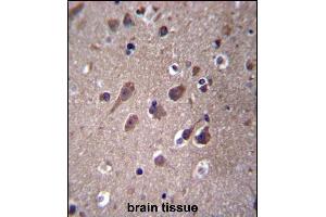 PHACTR3 Antibody (N-term) (ABIN656763 and ABIN2845984) immunohistochemistry analysis in formalin fixed and paraffin embedded human brain tissue followed by peroxidase conjugation of the secondary antibody and DAB staining. (PHACTR3 antibody  (N-Term))