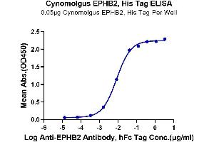 Immobilized Cynomolgus EPHB2, His Tag at 0. (EPH Receptor B2 Protein (EPHB2) (AA 19-542) (His tag))