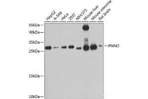 Western blot analysis of extracts of various cell lines using PMM2 Polyclonal Antibody at dilution of 1:1000. (PMM2 antibody)