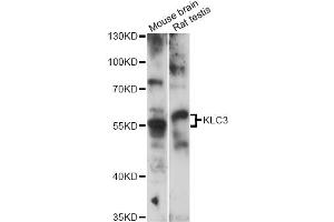 Western blot analysis of extracts of various cell lines, using KLC3 antibody (ABIN6290558) at 1:3000 dilution.