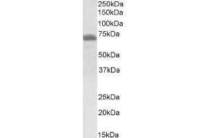 Western Blotting (WB) image for anti-Craniofacial Development Protein 1 (CFDP1) (Middle Region) antibody (ABIN2774005) (CFDP1 antibody  (Middle Region))