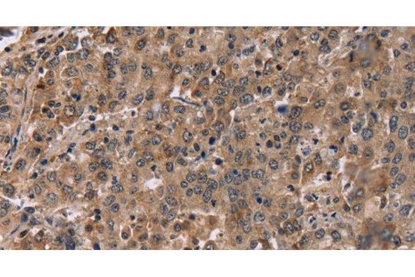 FAM107A antibody