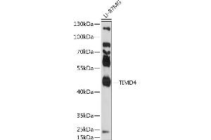 Western blot analysis of extracts of U-87MG cells, using TIMD4 antibody (ABIN7270705) at 1:1000 dilution.
