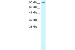 KIF5B antibody used at 0. (KIF5B antibody  (N-Term))
