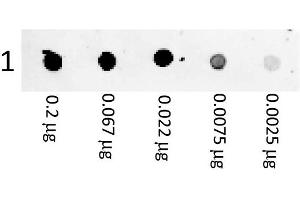 A three-fold serial dilution of Mouse IgG starting at 200 ng was spotted onto 0. (Goat anti-Mouse IgG (Heavy & Light Chain) Antibody (PE))
