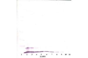 Image no. 1 for anti-Chemokine (C-C Motif) Ligand 4 (CCL4) antibody (ABIN465382) (CCL4 antibody)