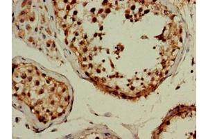 Immunohistochemistry of paraffin-embedded human testis tissue using ABIN7159782 at dilution of 1:100 (LC3B antibody  (AA 2-100))
