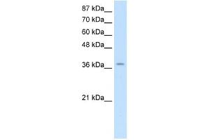 ZNF550 antibody (20R-1242) used at 0.
