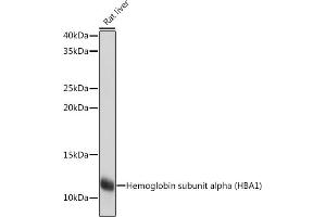 Western blot analysis of extracts of Rat liver, using Hemoglobin subunit alpha (HB) (HB) Rabbit mAb (ABIN7267608) at 1:1000 dilution. (HBA1 antibody)