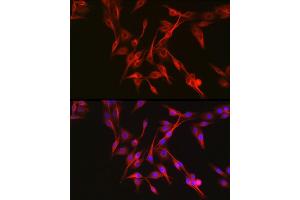 Immunofluorescence analysis of PC-12 cells using KE Rabbit pAb (ABIN3022608, ABIN3022609, ABIN3022610 and ABIN6218939) at dilution of 1:50 (40x lens). (KEAP1 antibody  (AA 325-624))