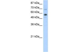 Western Blotting (WB) image for anti-Zinc Finger Protein 71 (ZNF71) antibody (ABIN2461912) (ZNF71 antibody)