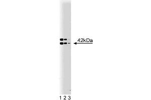 Western blot analysis of B2 Bradykinin Receptor on a rat pituitary lysate. (BDKRB2 antibody  (AA 350-364))