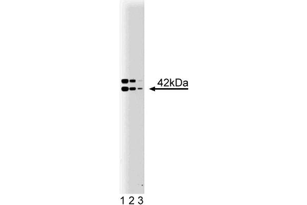 BDKRB2 Antikörper  (AA 350-364)