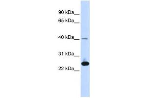Western Blotting (WB) image for anti-Selenoprotein S (SELS) antibody (ABIN2459165) (Selenoprotein S antibody)