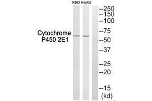 Western blot analysis of extracts from K562 cells and HepG2 cells, using Cytochrome P450 2E1 antibody. (CYP2E1 antibody  (C-Term))