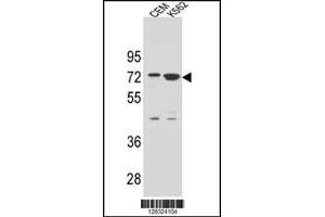 Western blot analysis in CEM and K562 cell line lysates (35ug/lane). (ZNF324B antibody  (C-Term))