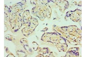Immunohistochemistry of paraffin-embedded human placenta tissue using ABIN7154050 at dilution of 1:100