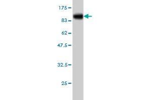 Western Blotting (WB) image for anti-Toll-Like Receptor 10 (TLR10) (AA 1-811) antibody (ABIN566483)