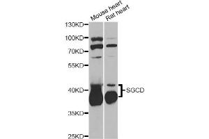 Western blot analysis of extracts of various cell lines, using SGCD antibody (ABIN6292039) at 1:1000 dilution. (SGCD antibody)