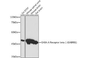 Western blot analysis of extracts of various cell lines, using GABA A Receptor beta 1 (G) (G) Rabbit mAb (ABIN7267345) at 1:1000 dilution. (GABRB1 antibody)