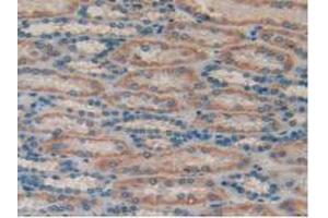 IHC-P analysis of Human Kidney Tissue, with DAB staining. (MUC1 antibody  (AA 1098-1255))