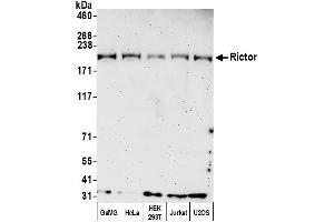 Western Blotting (WB) image for anti-RPTOR Independent Companion of mTOR, Complex 2 (RICTOR) (AA 1-50) antibody (ABIN7449930)