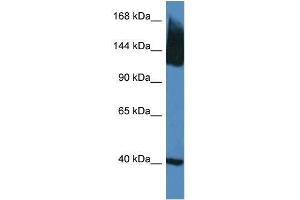 Western Blot showing Slc12a5 antibody used at a concentration of 1. (KCC2 antibody  (N-Term))