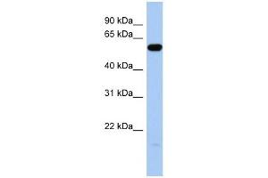 ILDR1 antibody used at 1 ug/ml to detect target protein.