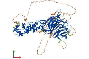 AlphaFold protein structure predicition of Human Recombinant KBTBD11 Protein, UniprotID O94819 (KBTBD11 Protein (AA 1-623) (His tag))