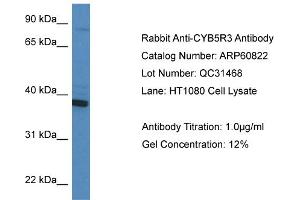 Western Blotting (WB) image for anti-Cytochrome B5 Reductase 3 (CYB5R3) (C-Term) antibody (ABIN2788600)