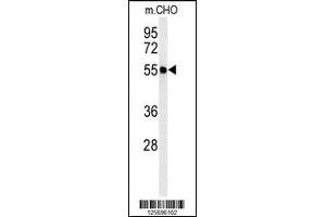 Western blot analysis of ATL3 Antibody in CHO cell line lysates (35ug/lane) (ATL3 antibody  (AA 217-245))