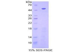 SDS-PAGE (SDS) image for Procollagen C-Endopeptidase Enhancer (PCOLCE) (AA 38-449) protein (His tag) (ABIN2126410) (PCOLCE Protein (AA 38-449) (His tag))