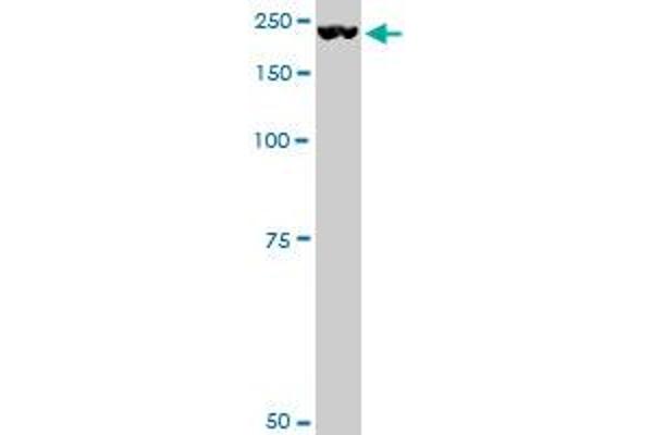 Plexin A2 antibody  (AA 1-164)
