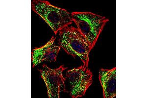 Fluorescent confocal image of U251 cell stained with ATP5J Antibody . (ATP5J antibody  (AA 28-56))