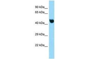 Image no. 1 for anti-Nuclear Factor of kappa Light Polypeptide Gene Enhancer in B-Cells Inhibitor-Like 1 (NFKBIL1) (C-Term) antibody (ABIN6748327) (NFKBIL1 antibody  (C-Term))